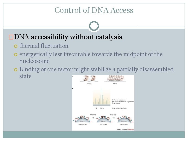 Control of DNA Access �DNA accessibility without catalysis thermal fluctuation energetically less favourable towards