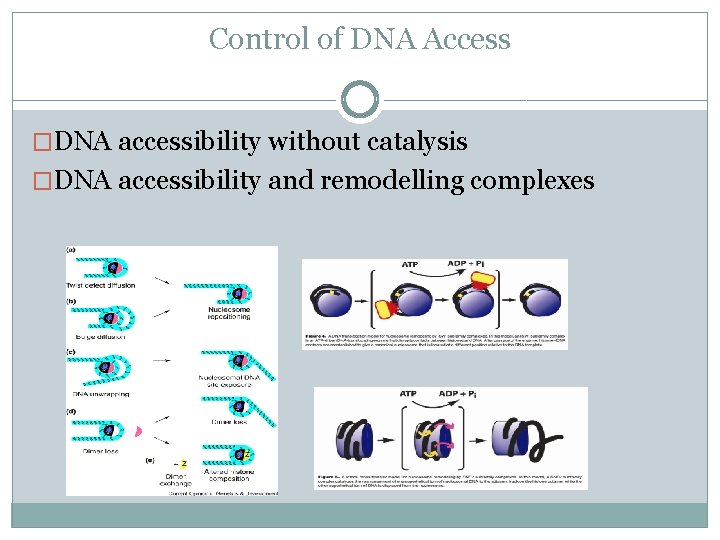 Control of DNA Access �DNA accessibility without catalysis �DNA accessibility and remodelling complexes 