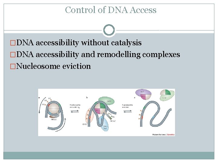 Control of DNA Access �DNA accessibility without catalysis �DNA accessibility and remodelling complexes �Nucleosome