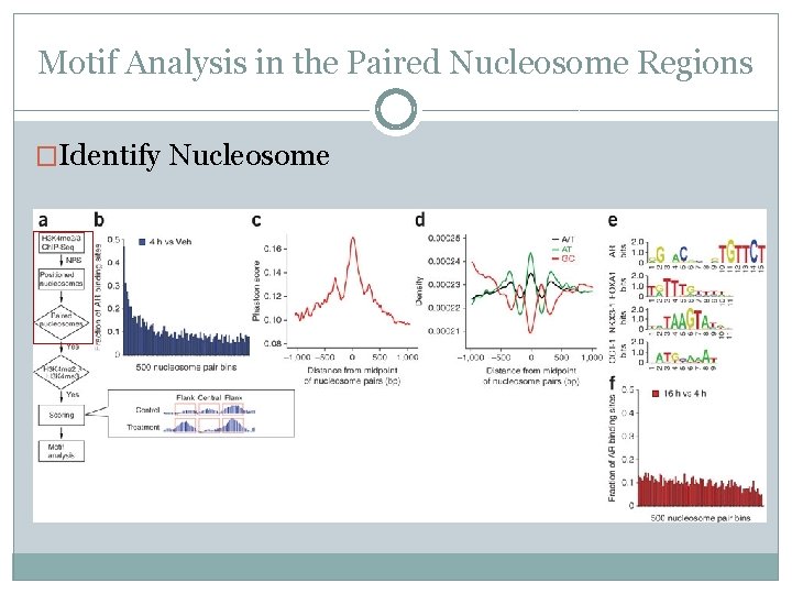 Motif Analysis in the Paired Nucleosome Regions �Identify Nucleosome 