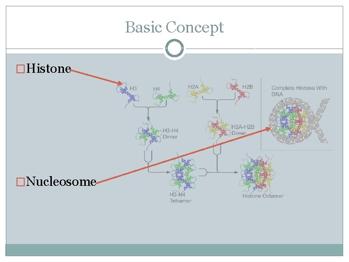 Basic Concept �Histone �Nucleosome 