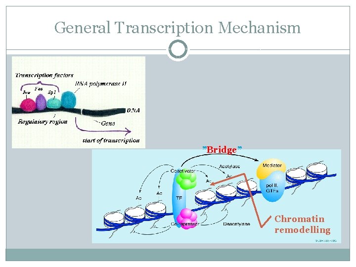 General Transcription Mechanism ”Bridge” Chromatin remodelling 