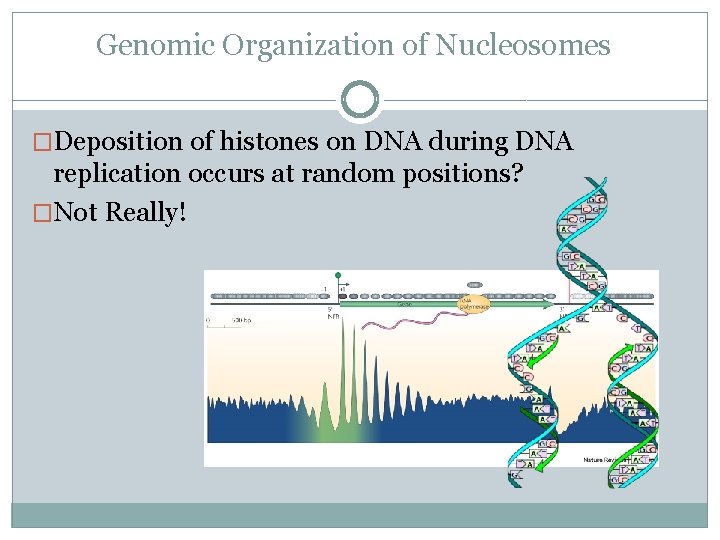 Genomic Organization of Nucleosomes �Deposition of histones on DNA during DNA replication occurs at