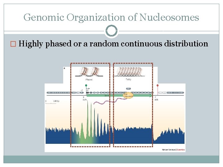 Genomic Organization of Nucleosomes � Highly phased or a random continuous distribution 