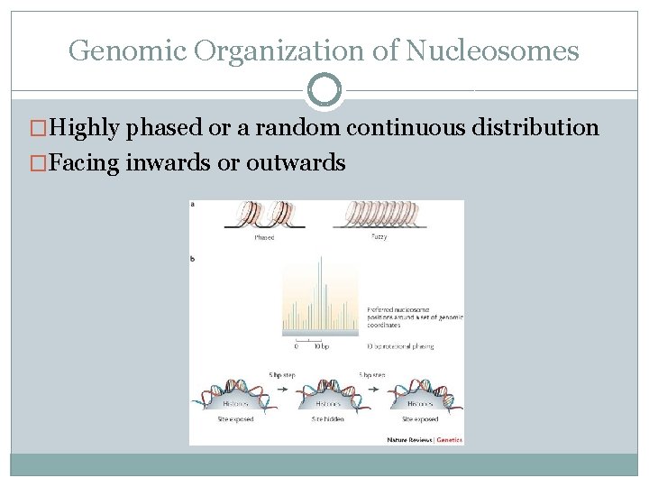 Genomic Organization of Nucleosomes �Highly phased or a random continuous distribution �Facing inwards or