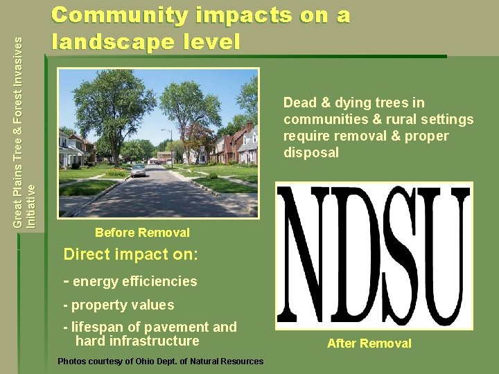 Great Plains Tree & Forest Invasives Initiative Community impacts on a landscape level Dead