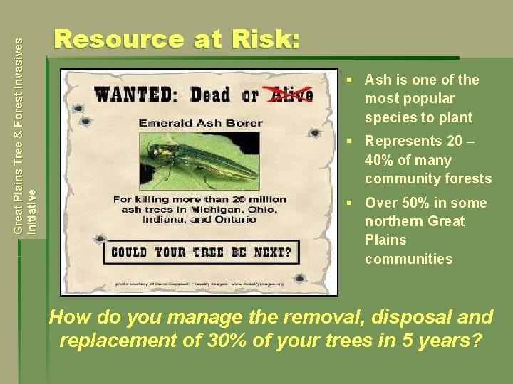 Great Plains Tree & Forest Invasives Initiative Resource at Risk: § Ash is one