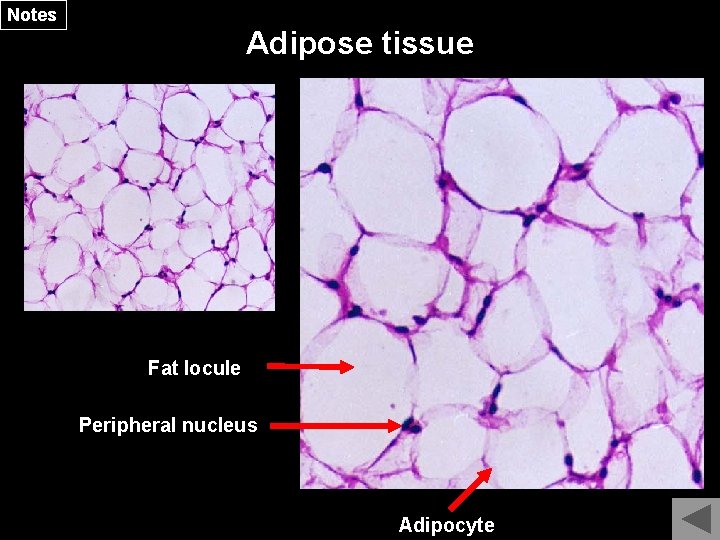 Notes Adipose tissue Fat locule Peripheral nucleus Adipocyte 