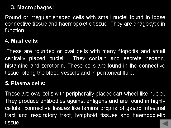 3. Macrophages: Round or irregular shaped cells with small nuclei found in loose connective