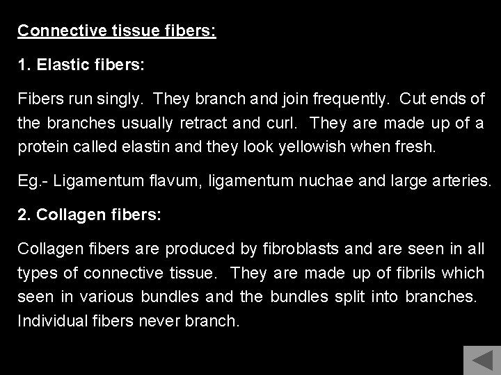 Connective tissue fibers: 1. Elastic fibers: Fibers run singly. They branch and join frequently.
