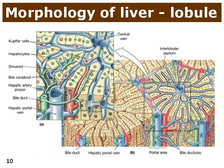 Morphology of liver - lobule 10 