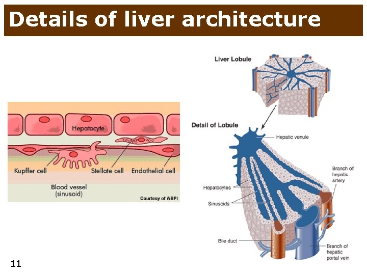 Details of liver architecture 11 