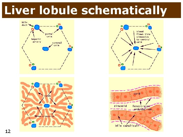Liver lobule schematically 12 