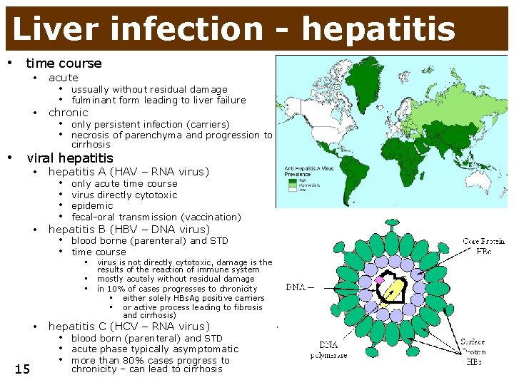 Liver infection - hepatitis • time course • acute • chronic • ussually without