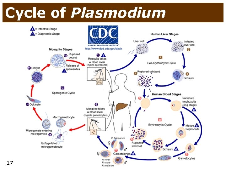 Cycle of Plasmodium 17 