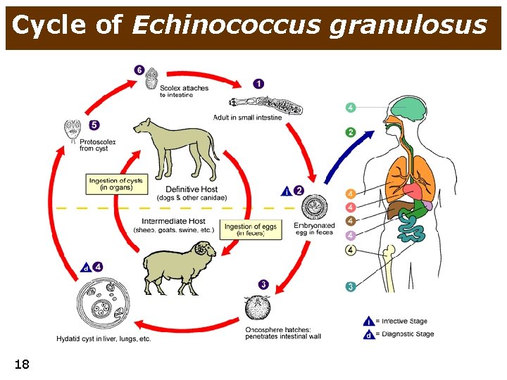 Cycle of Echinococcus granulosus 18 
