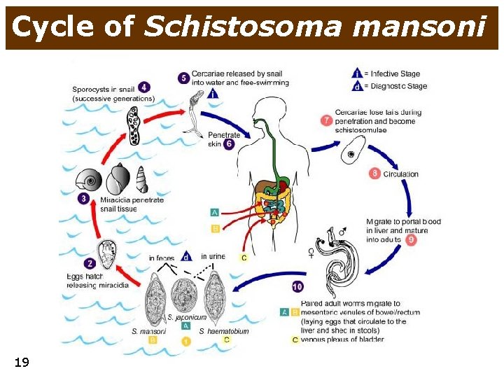 Cycle of Schistosoma mansoni 19 
