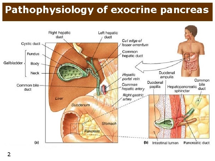 Pathophysiology of exocrine pancreas 2 