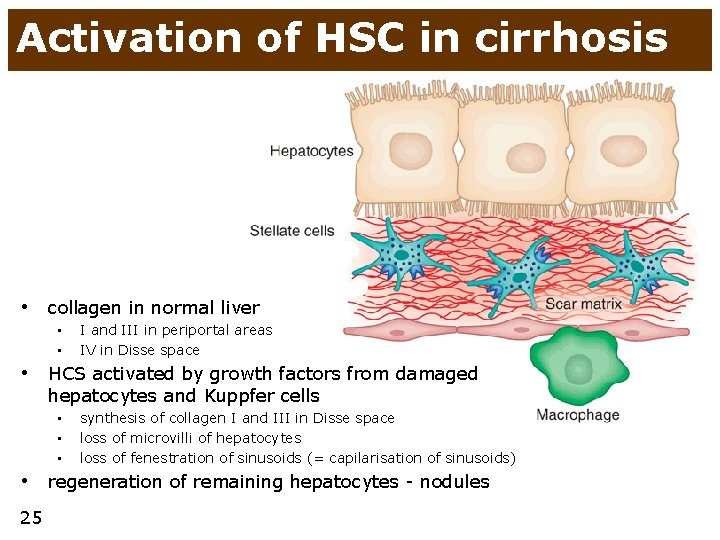 Activation of HSC in cirrhosis • collagen in normal liver • • I and