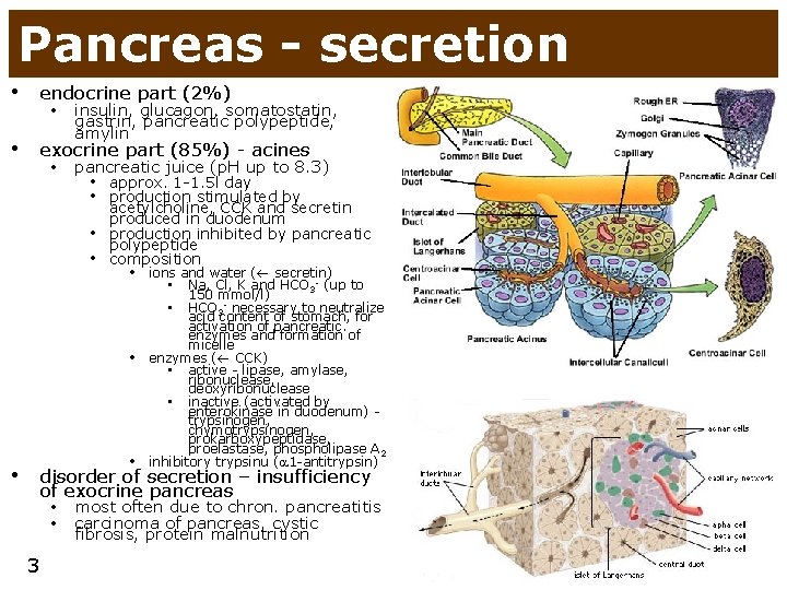Pancreas - secretion • endocrine part (2%) • insulin, glucagon, somatostatin, gastrin, pancreatic polypeptide,