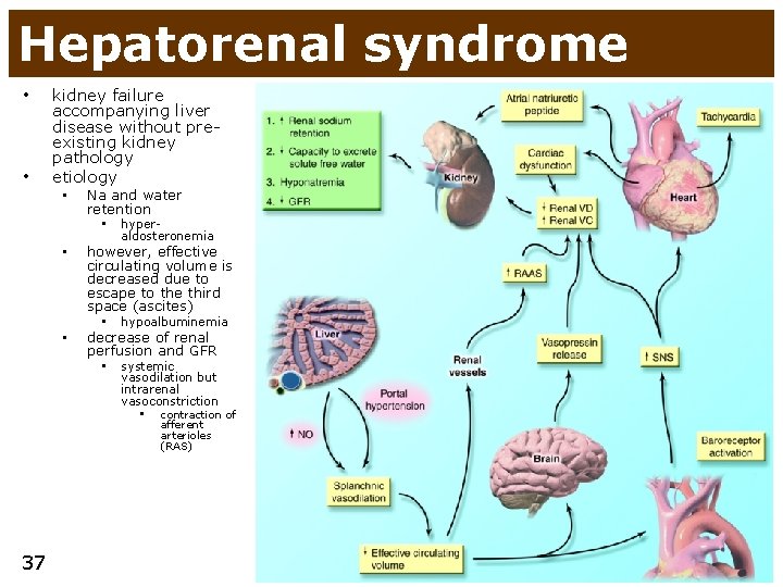 Hepatorenal syndrome • • kidney failure accompanying liver disease without preexisting kidney pathology etiology