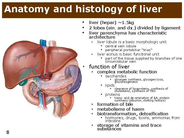 Anatomy and histology of liver • liver (hepar) ~1. 5 kg • 2 lobes
