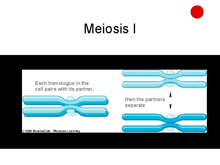 Meiosis I Each homologue in the cell pairs with its partner, then the partners