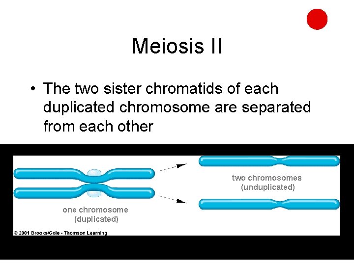 Meiosis II • The two sister chromatids of each duplicated chromosome are separated from