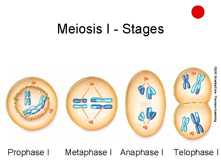 Meiosis I - Stages Prophase I Metaphase I Anaphase I Telophase I 