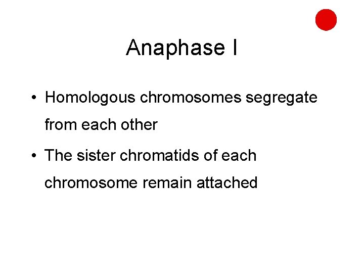 Anaphase I • Homologous chromosomes segregate from each other • The sister chromatids of