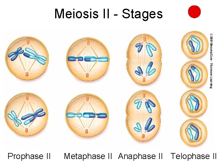 Meiosis II - Stages Prophase II Metaphase II Anaphase II Telophase II 