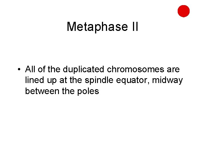 Metaphase II • All of the duplicated chromosomes are lined up at the spindle
