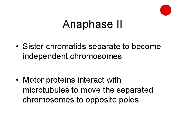 Anaphase II • Sister chromatids separate to become independent chromosomes • Motor proteins interact