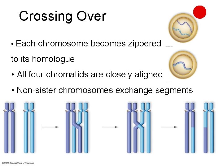 Crossing Over • Each chromosome becomes zippered to its homologue • All four chromatids