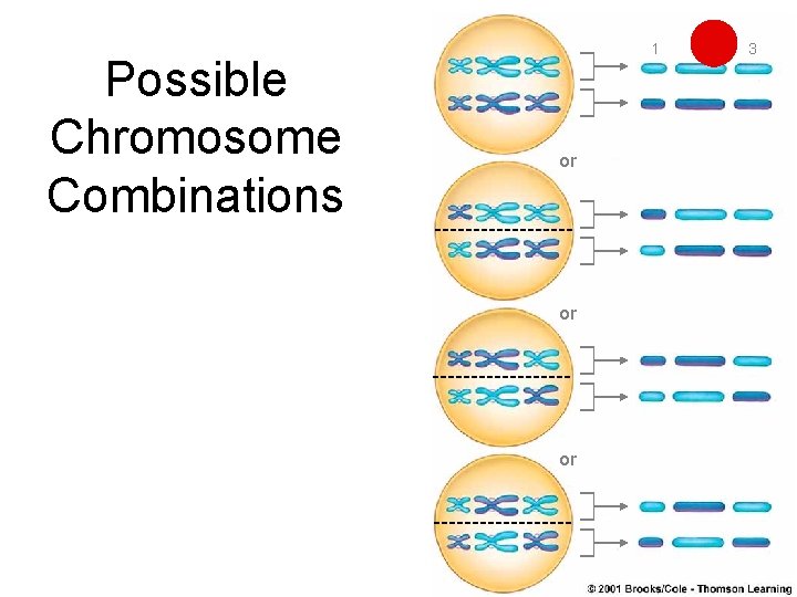 Possible Chromosome Combinations 1 or or or 2 3 