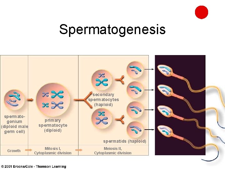 Spermatogenesis secondary spermatocytes (haploid) spermatogonium (diploid male germ cell) primary spermatocyte (diploid) spermatids (haploid)