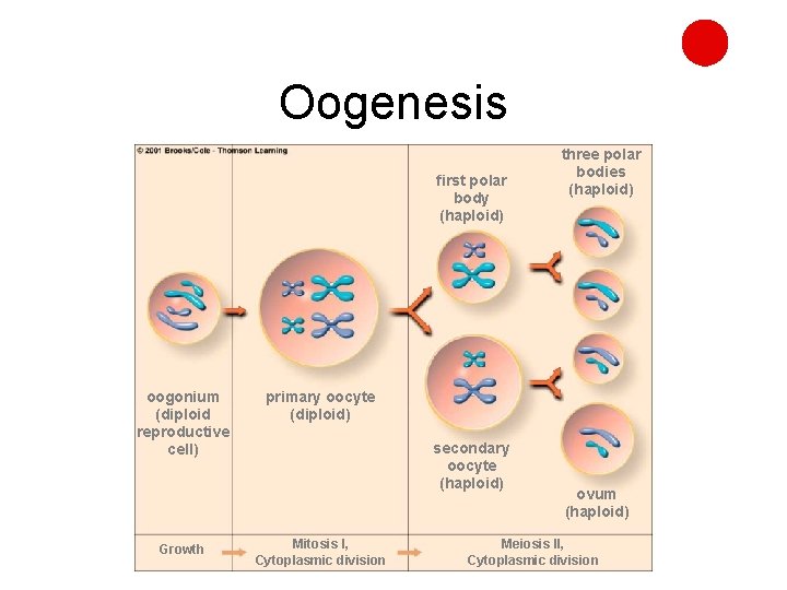 Oogenesis first polar body (haploid) oogonium (diploid reproductive cell) Growth three polar bodies (haploid)