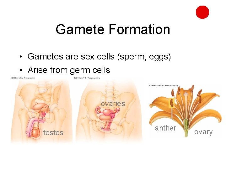 Gamete Formation • Gametes are sex cells (sperm, eggs) • Arise from germ cells