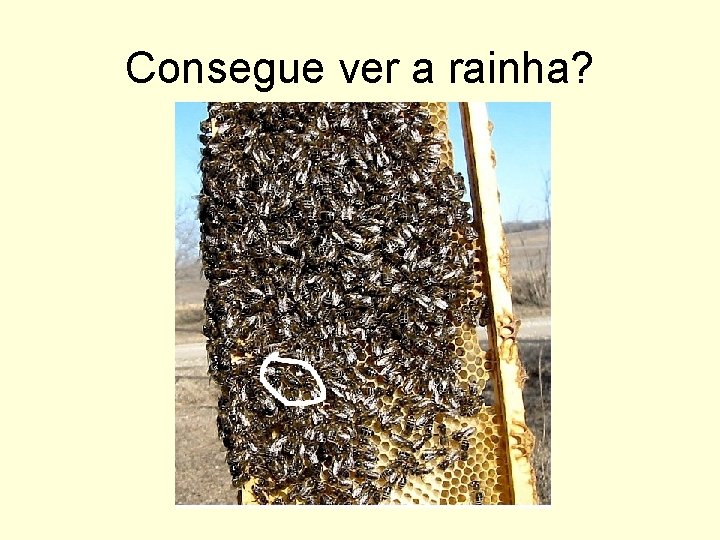 Consegue ver a rainha? 