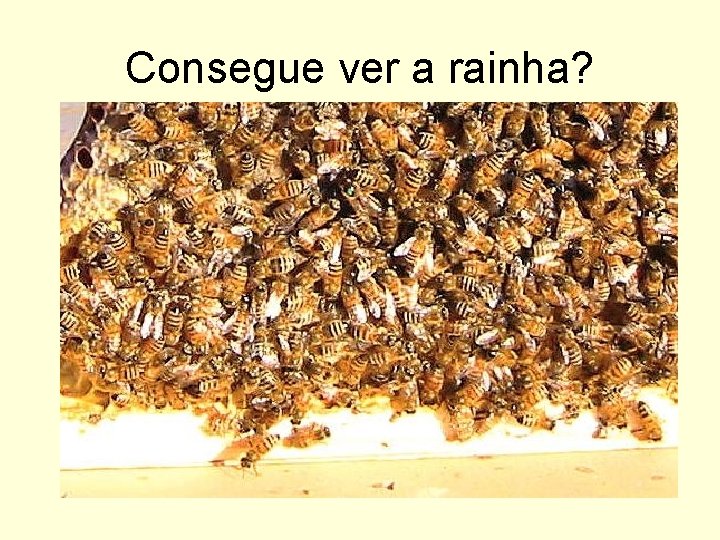 Consegue ver a rainha? 