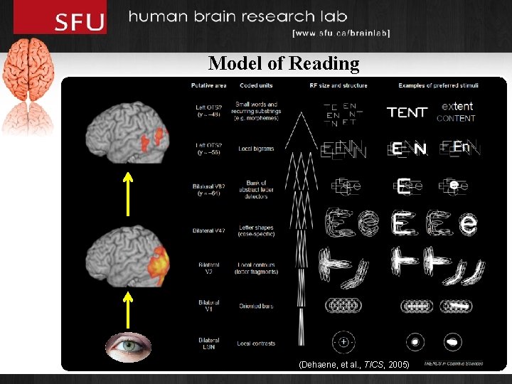 Model of Reading (Dehaene, et al. , TICS, 2005) 