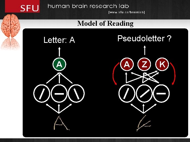 Model of Reading Pseudoletter ? Letter: A A A input Z K 