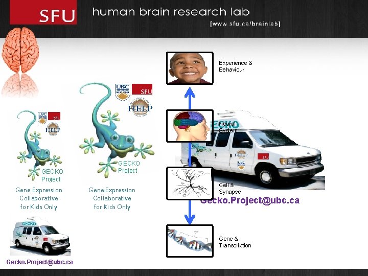 Experience & Behaviour Neural System GECKO Project Gene Expression Collaborative for Kids Only Cell