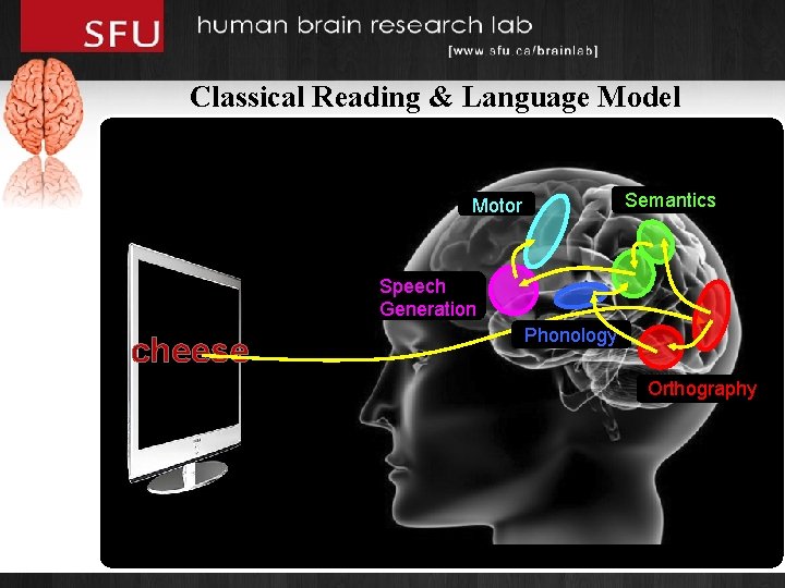 Classical Reading & Language Model Semantics Motor Speech Generation cheese Phonology Orthography 