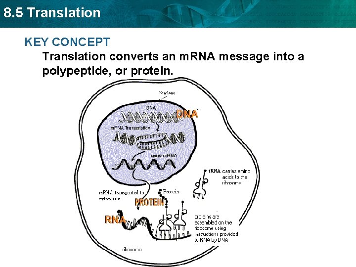 8. 5 Translation KEY CONCEPT Translation converts an m. RNA message into a polypeptide,