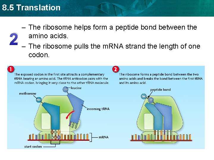 8. 5 Translation 2 – The ribosome helps form a peptide bond between the