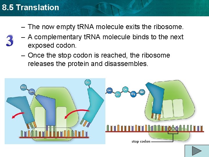 8. 5 Translation 3 – The now empty t. RNA molecule exits the ribosome.