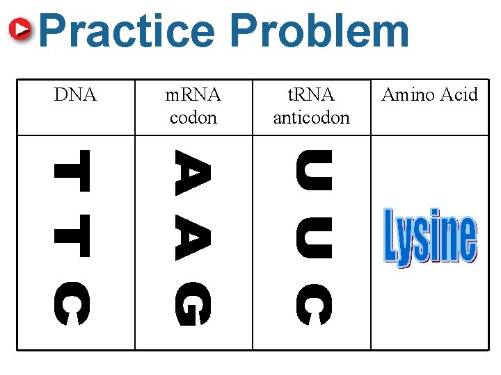 Practice Problem 8. 5 Translation DNA m. RNA codon t. RNA anticodon Amino Acid