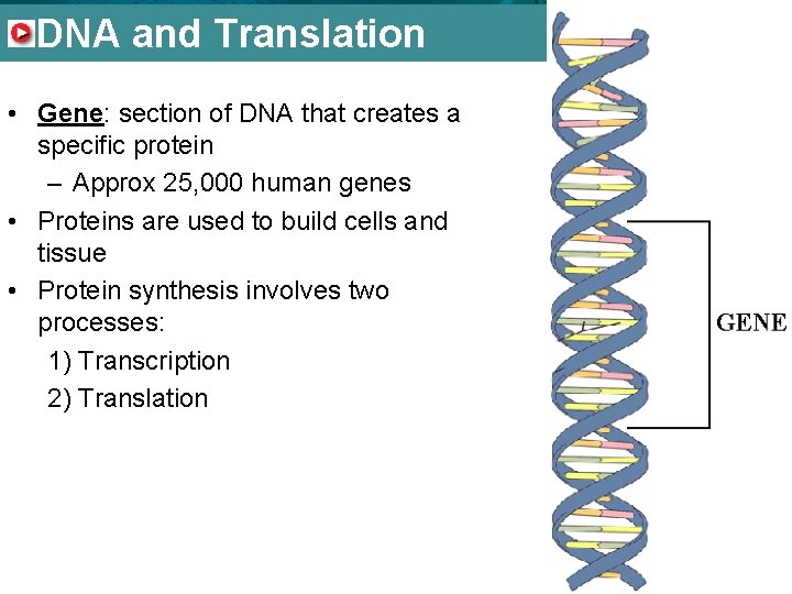 8. 5 DNA Translation and Translation • Gene: section of DNA that creates a