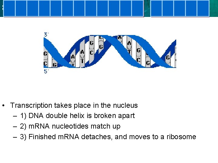 8. 5 Translation • Transcription takes place in the nucleus – 1) DNA double